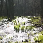 Bednarzowka