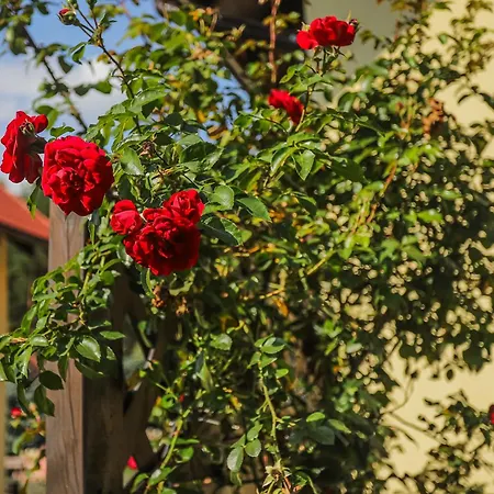 Bednarzowka Κατάλυμα σε φάρμα Nowy Tomyśl